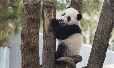 national zoo webcam|Giant Panda Cam (Coming Soon)